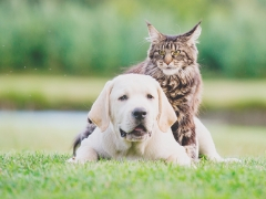 犬と猫のイメージ